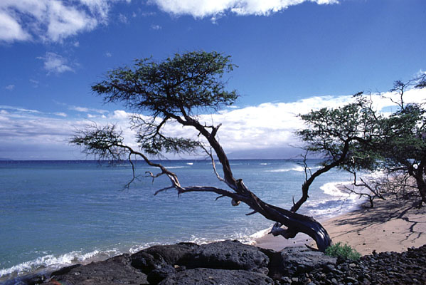 For he shall be as a tree planted by the waters